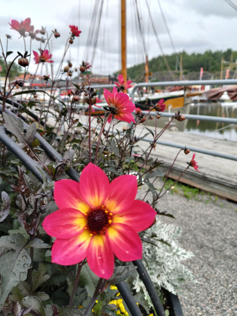 En vacker blomma i Valdemarsviks hamn.